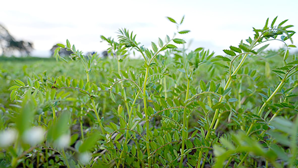 New Research Set to Deliver Acid-tolerant Chickpea Varieties