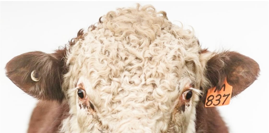 Further Price Reductions in Cattle Electronic Ear Tags