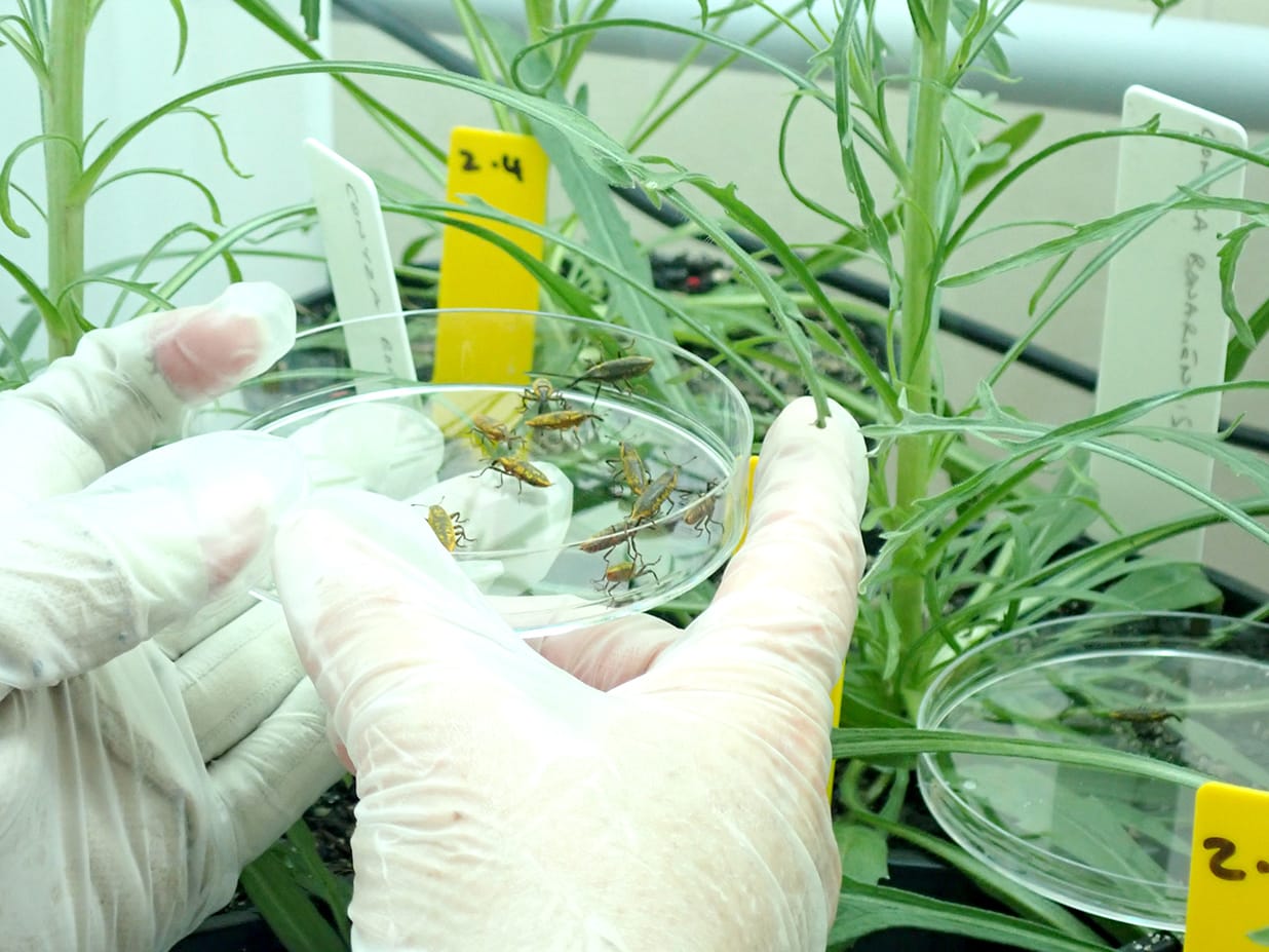 “Weevil Kinevil” Could Be the Answer to a Wicked Weed Problem in Australian Crops