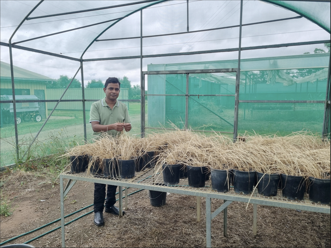 Can Sheep Help Manage Feathertop Rhodes Grass?