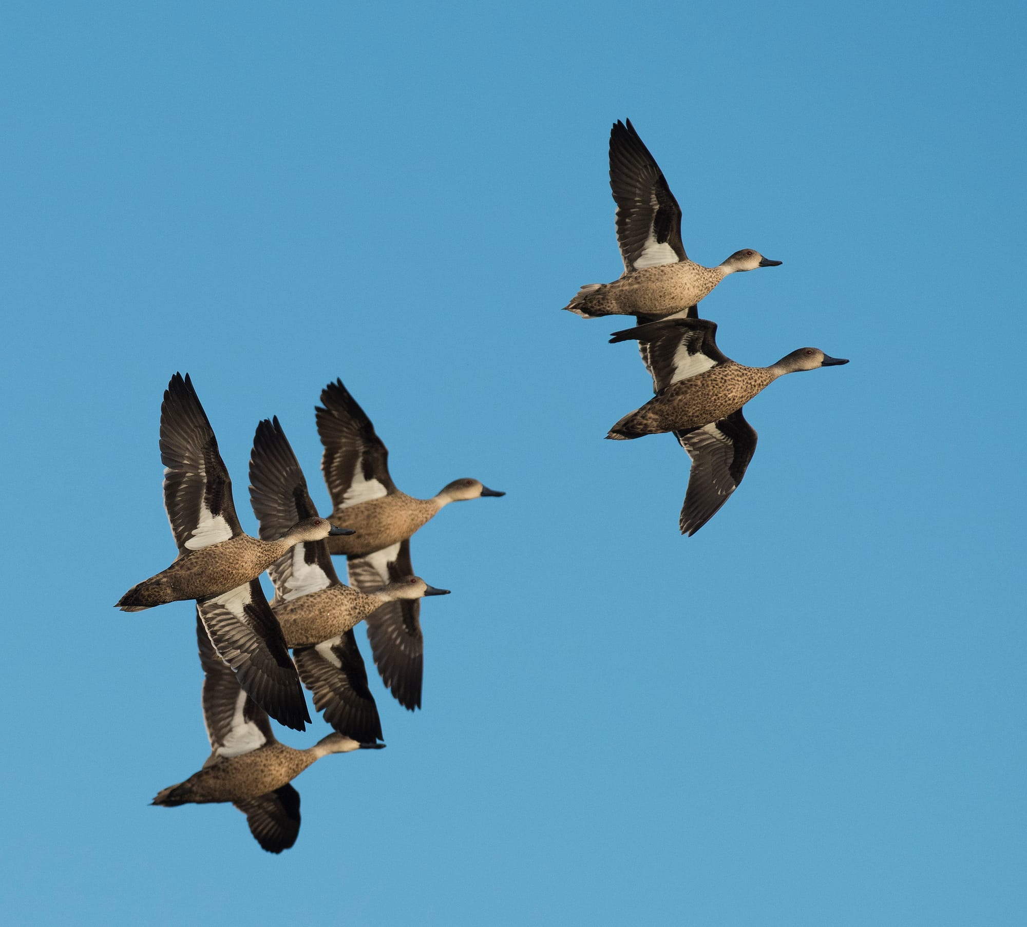 Duck Season Shaping Up as One of the Best