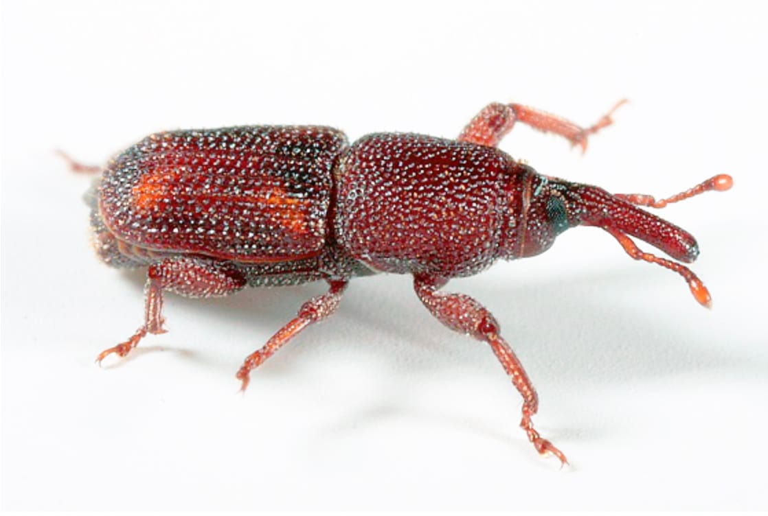 We Need Your Weevils