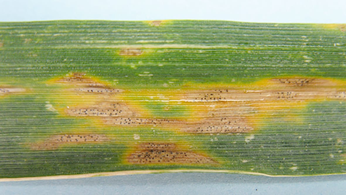 Combatting Septoria Tritici Blotch in Wheat