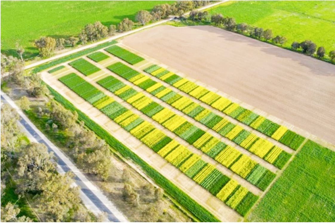 Optimistic Results from Intercropping