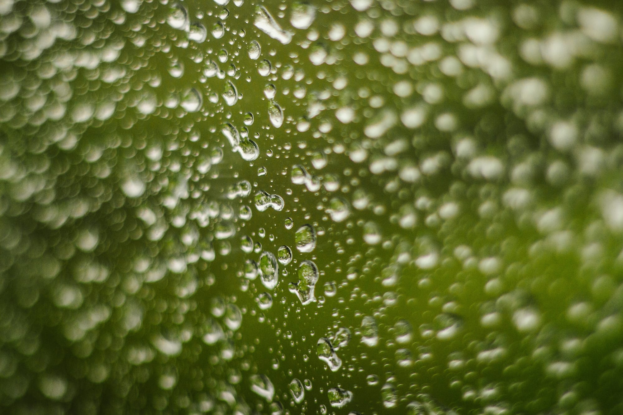 Summer Rain Spawns Serrated Tussock