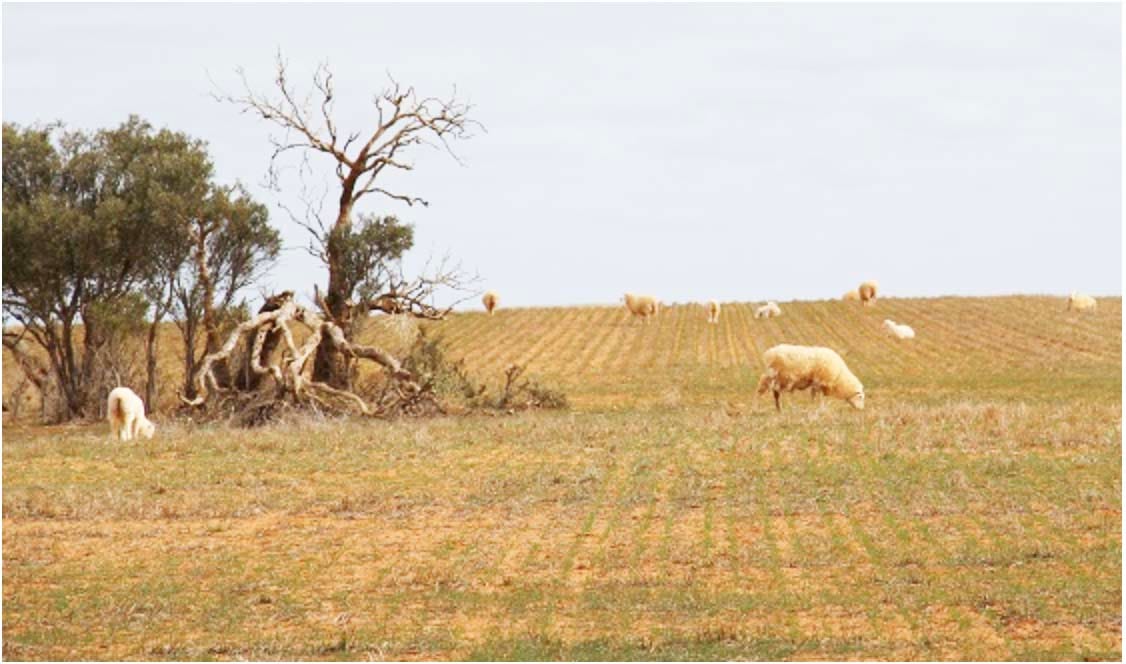 Anthrax: Protect Yourself — and Your Livestock