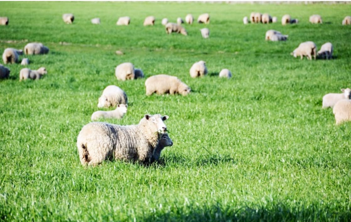 Spring Can Bring Sheep Foot Issues