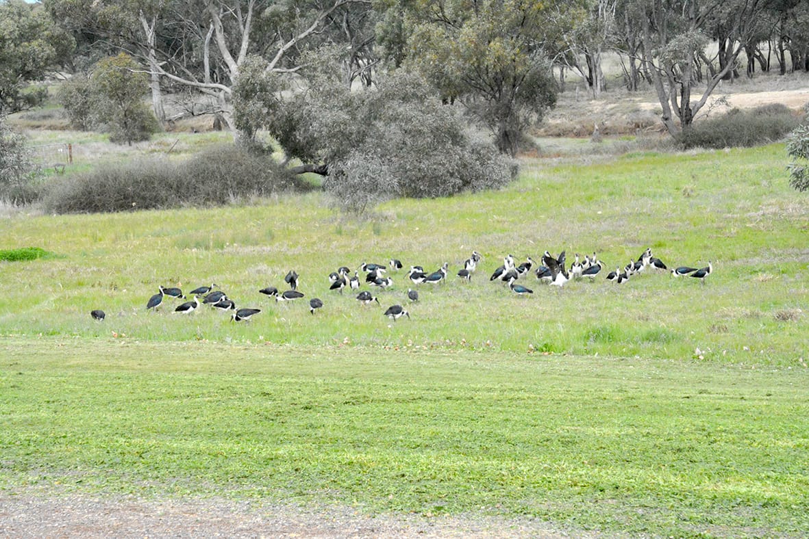Long Beak, Long Name