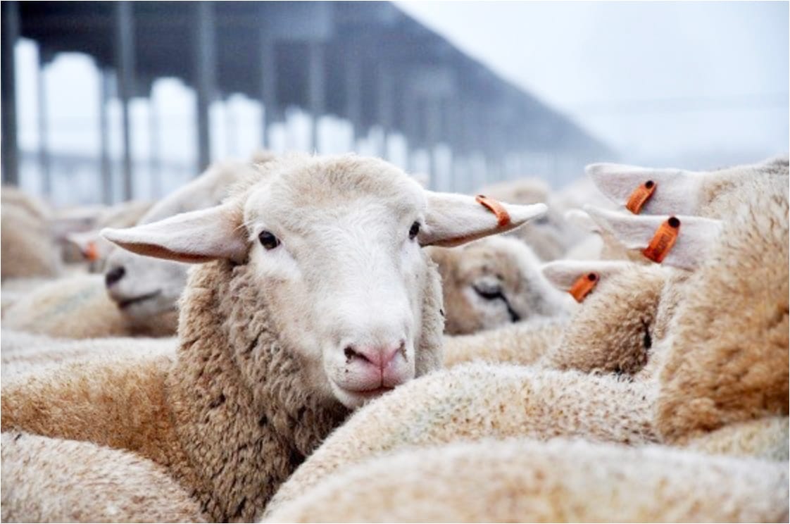 Sheep Traceability Requirements