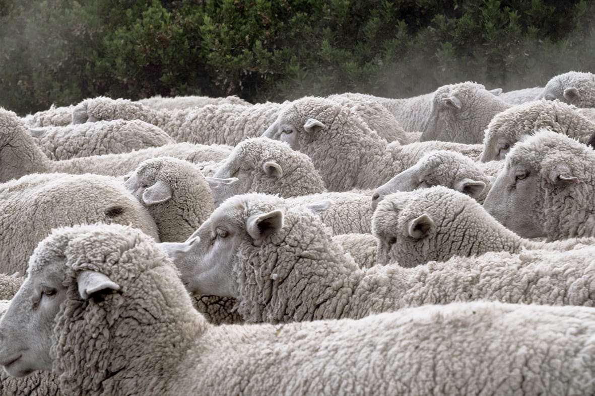 Victorian Food and Fibre Exports Hit Record High