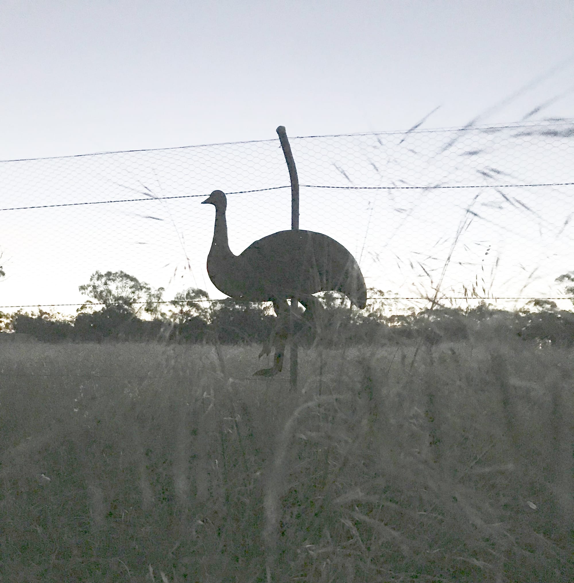 First Emu Silhouette in Place
