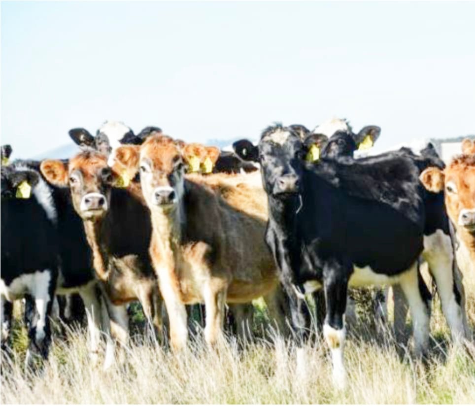 NLIS Database Training Webinar