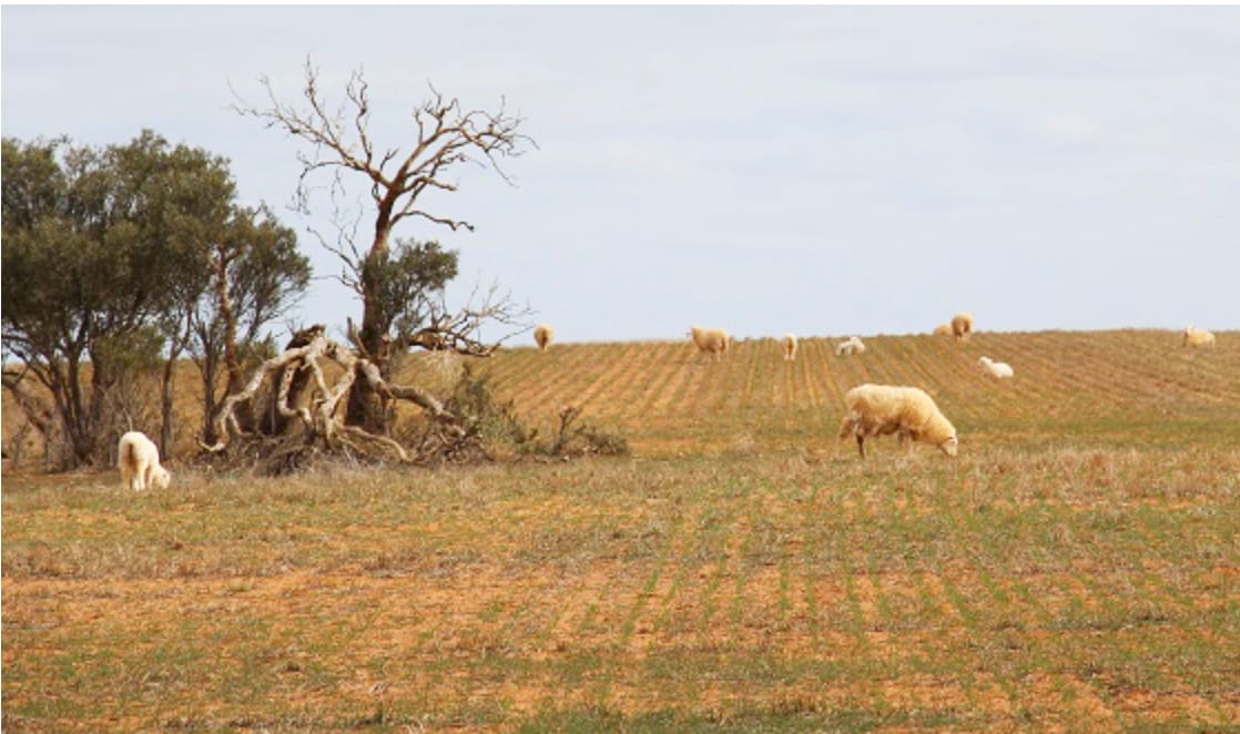Supporting Mallee Farmers with Information and Advice