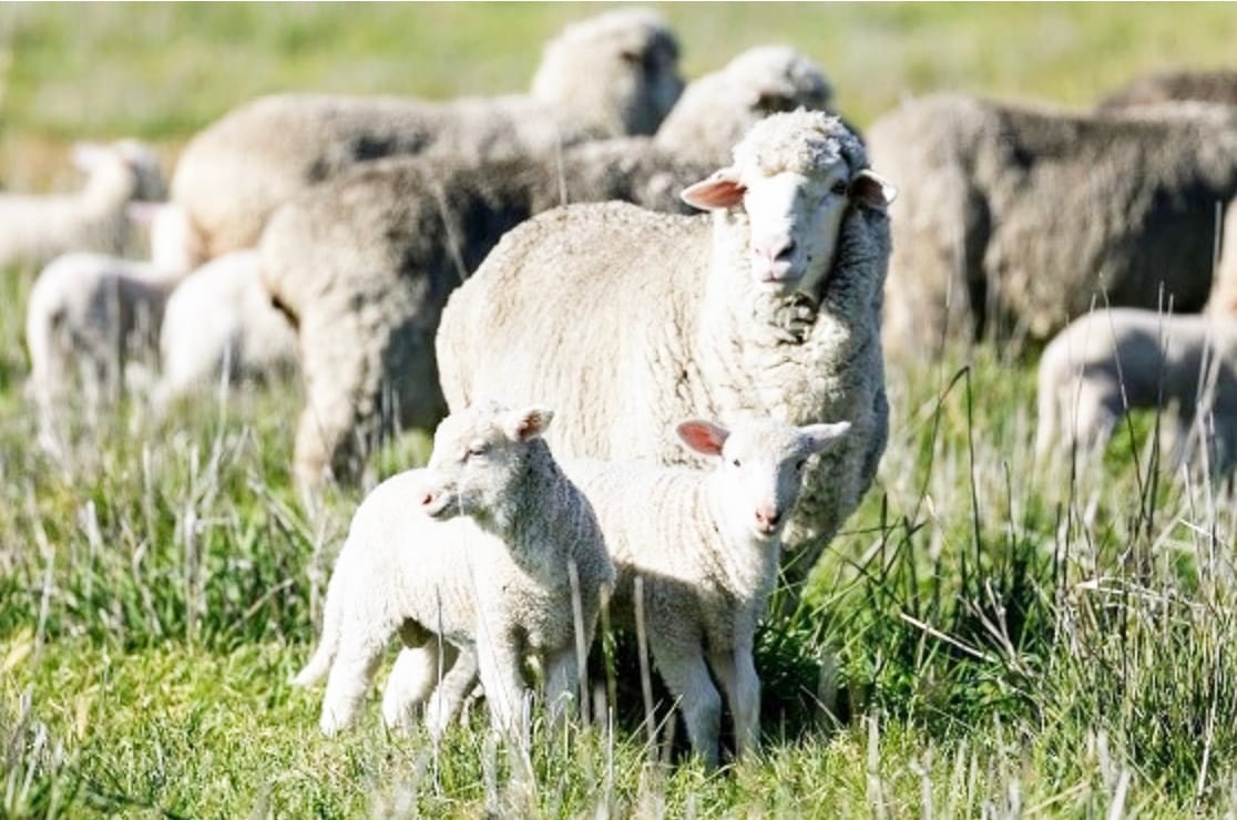 Prioritise to Vaccinate Sheep with Her Lambs
