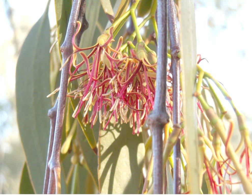 Nature Notes: The Best Restaurant in the Bush