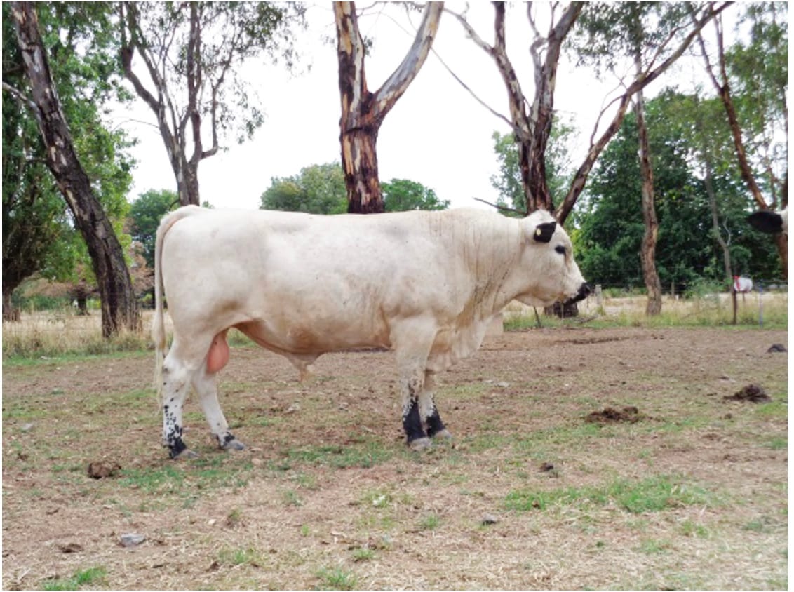 Bull Soundness Gives Confidence for Success