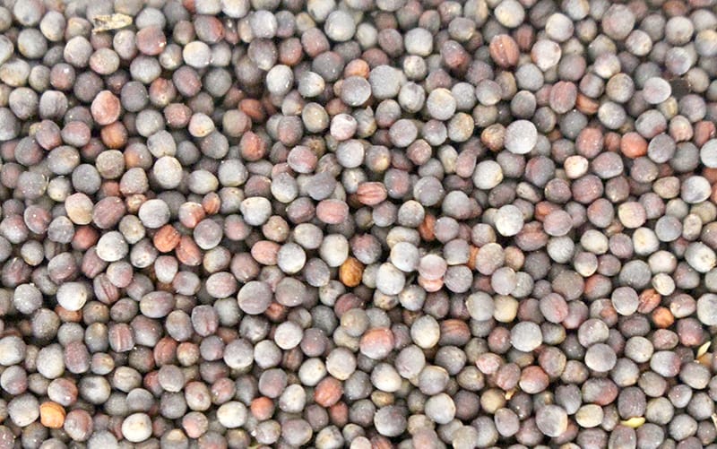 Check Retained Canola Seed Before Storage