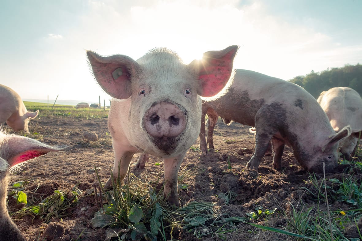 Preventing Parasite Impacts on Pig Health