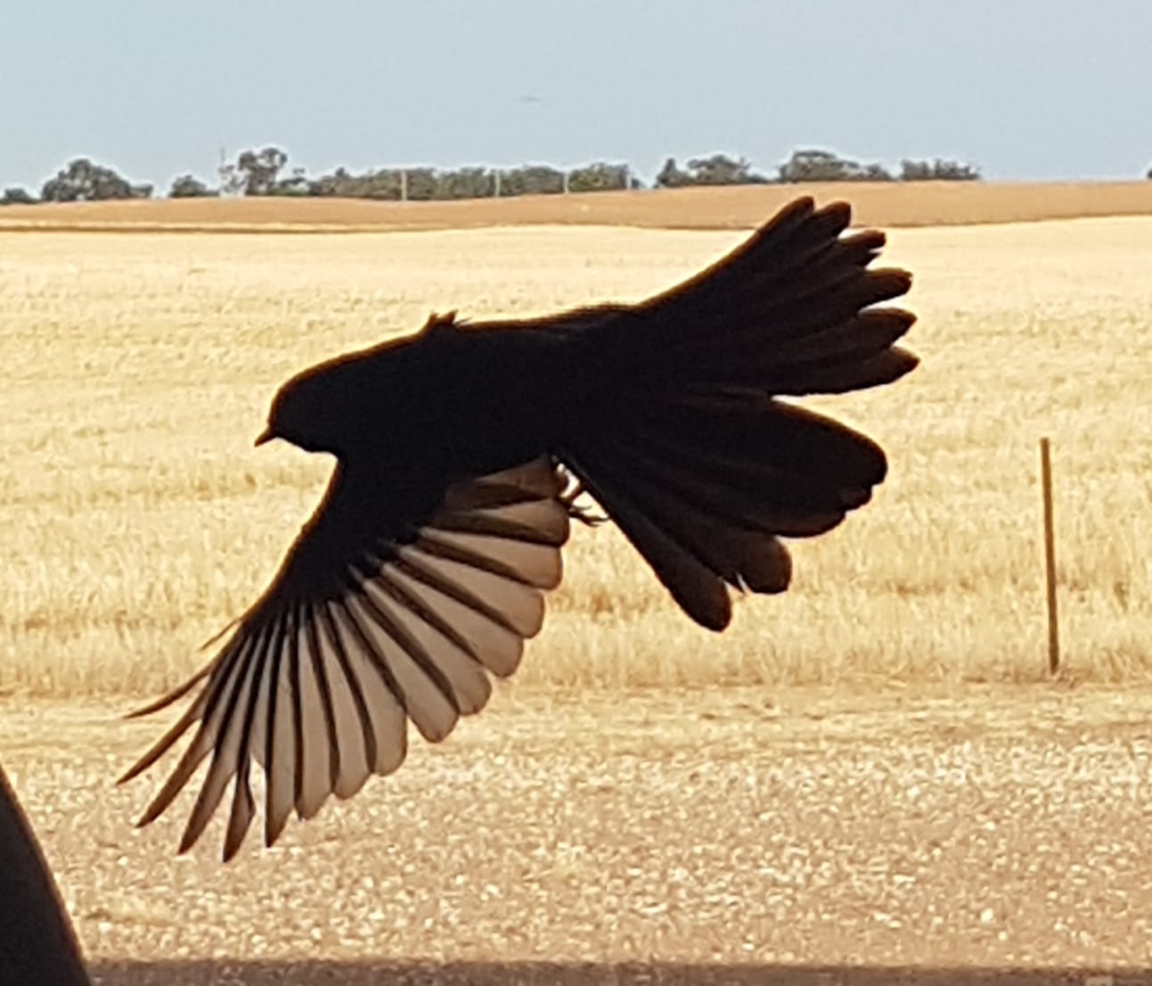 Getting swooped by a feisty Willy-Wagtail parent while trying to rescue its baby.