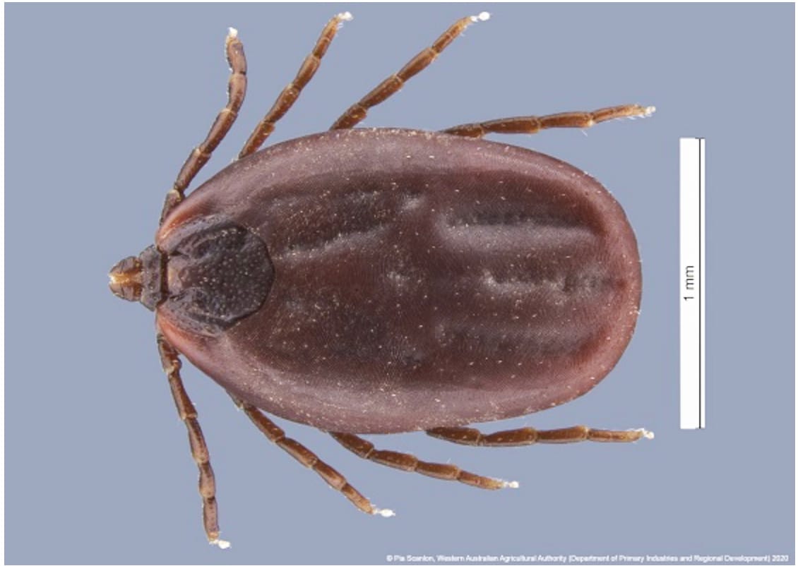 Dog Tests Positive for ehrlichiosis in Victoria