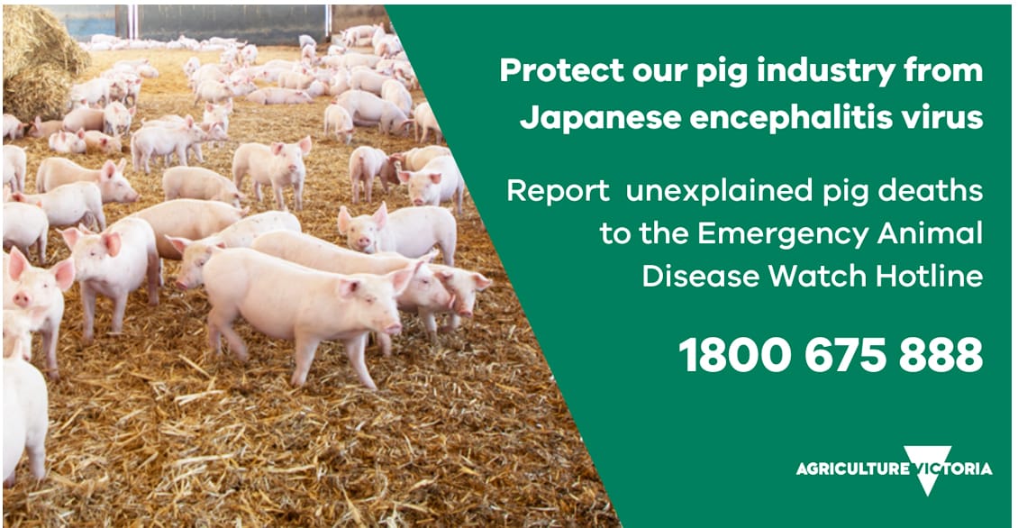 Monitoring Continues for Japanese Encephalitis