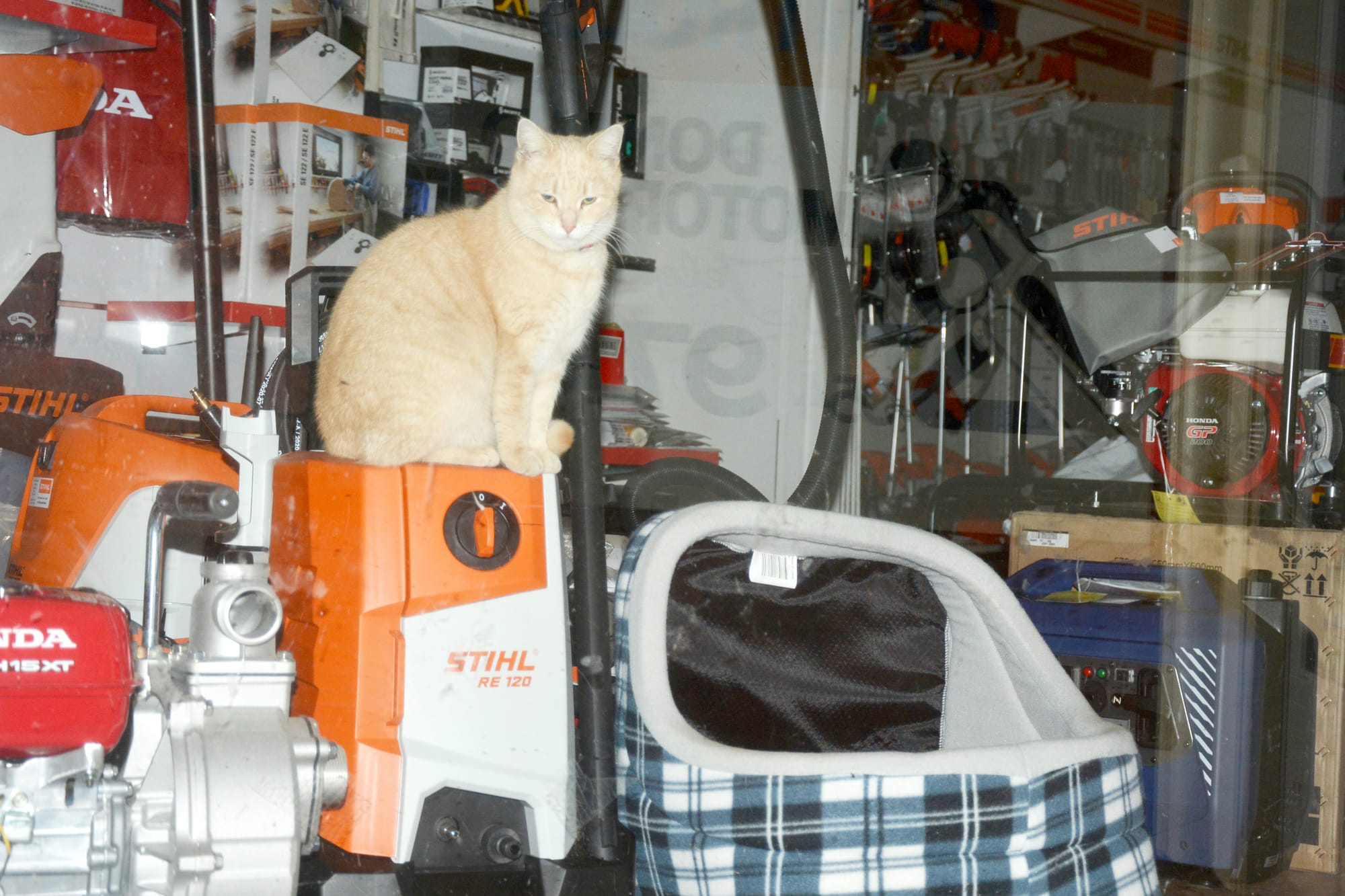 “How Much is that Moggy in the Window?”