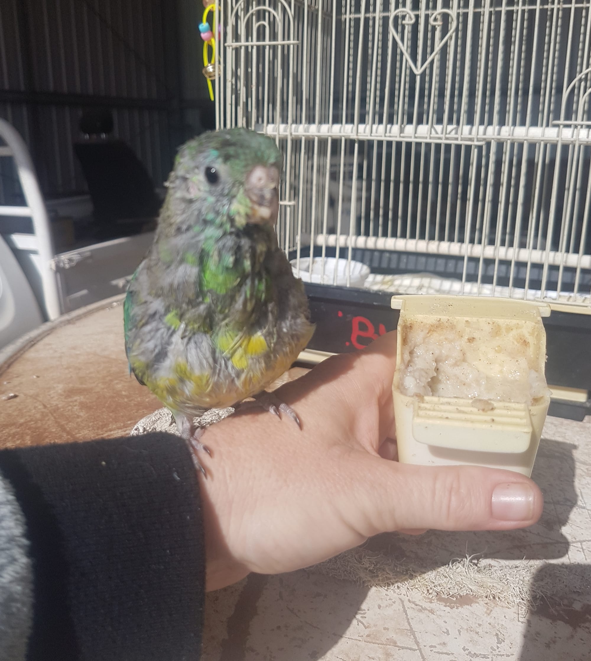 Noisy visited me for some time after his release.