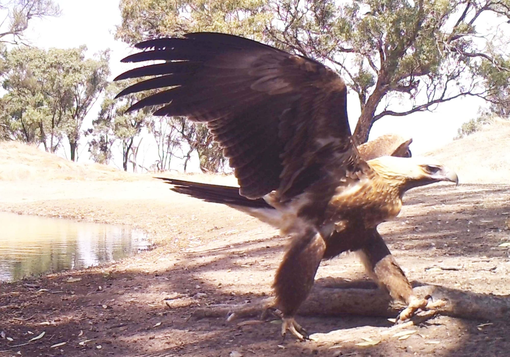 Wedgetailed eagle at a dam.