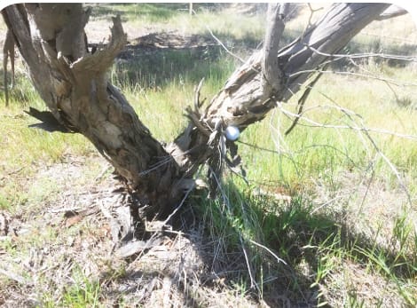 Donald Down the Middle?