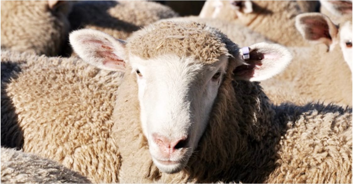 Sound Livestock Husbandry Makes Biosecurity Sense