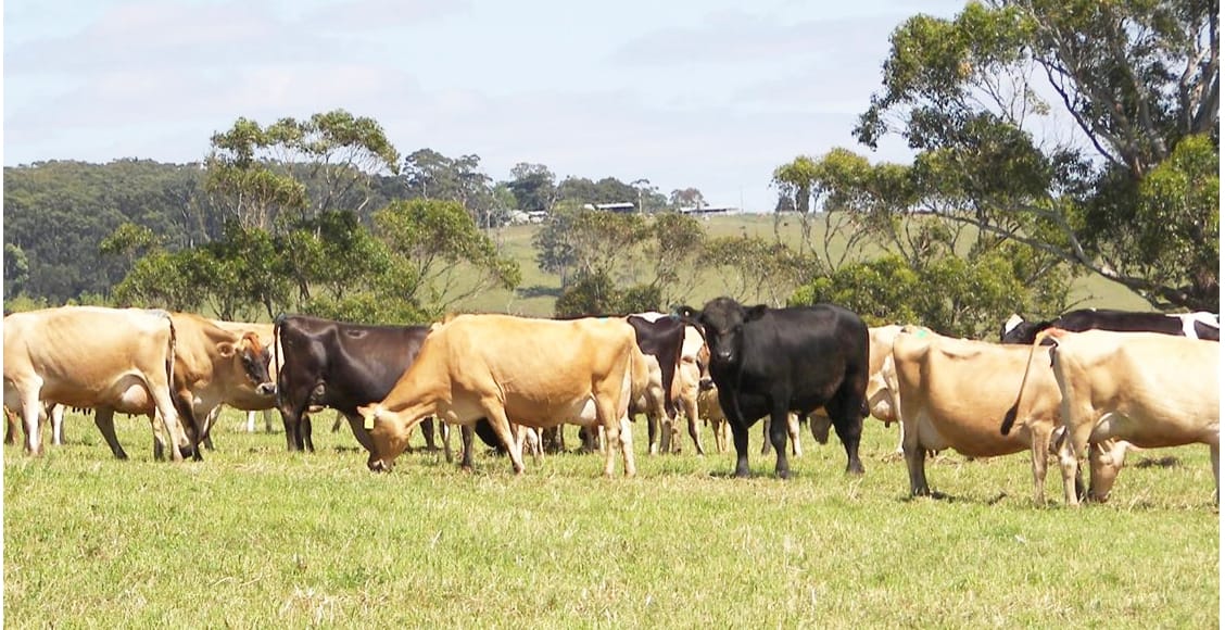 Weather Conditions Could Cause Livestock Problems