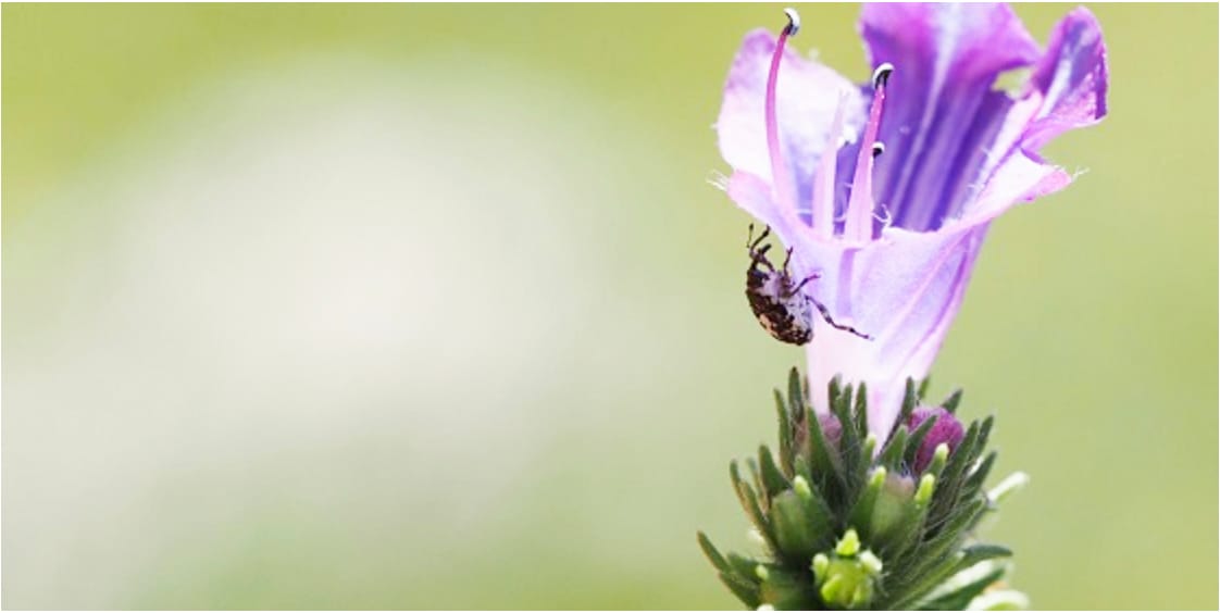 Weed Management Workshop