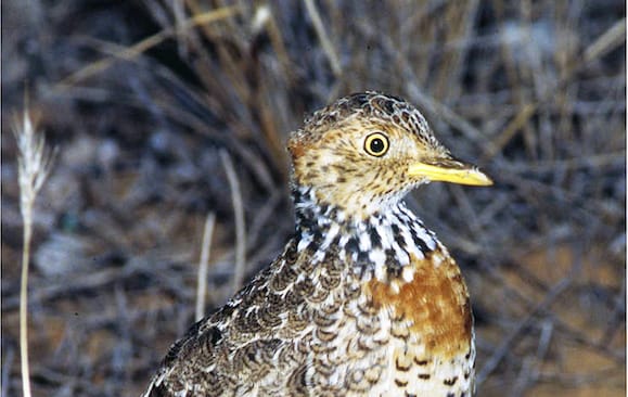 Plains-Wanderers Back in the Wild