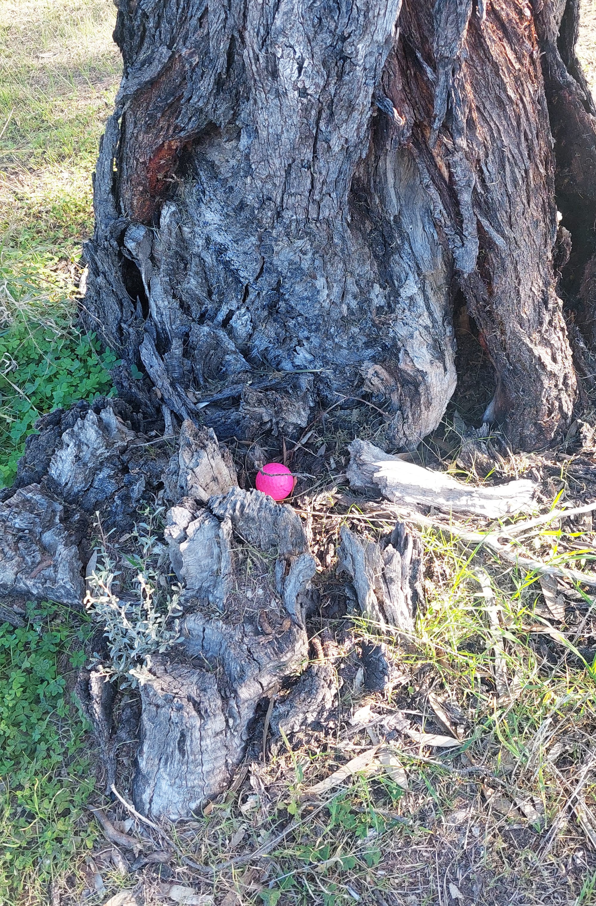Charlton Ladies’ Golf