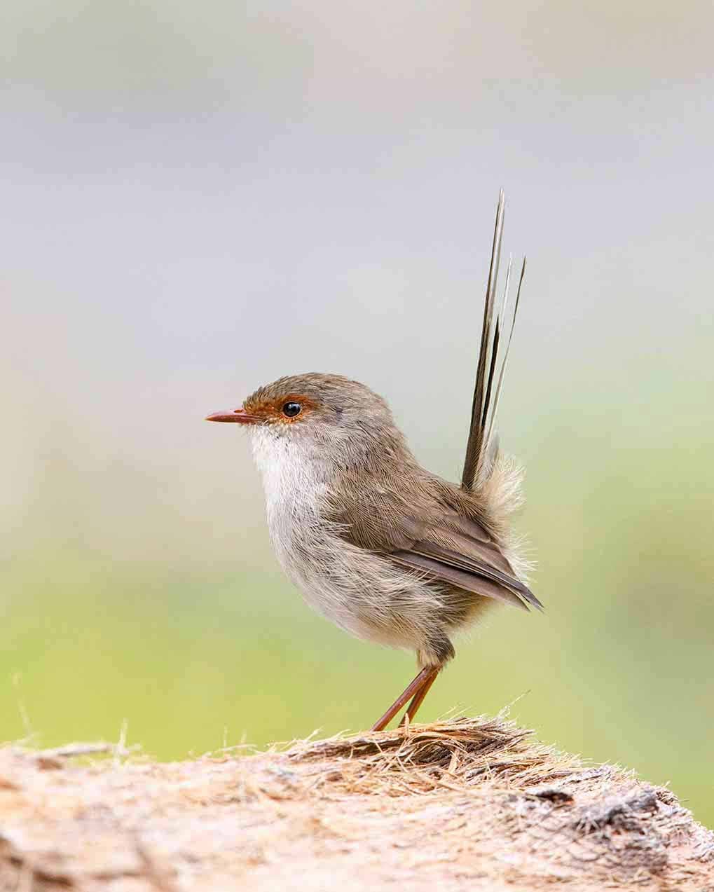 “Birds in Focus” Opens at Charlton Courthouse Gallery