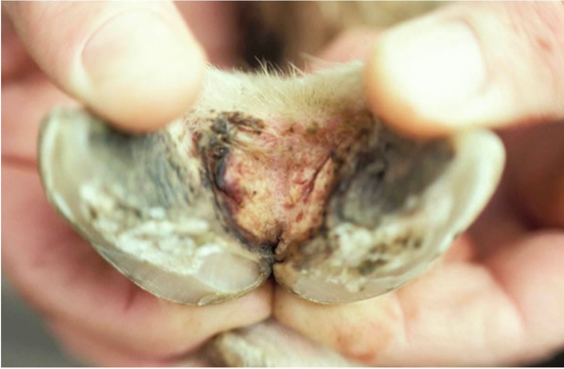 Thinking of Eradicating Footrot This Summer?