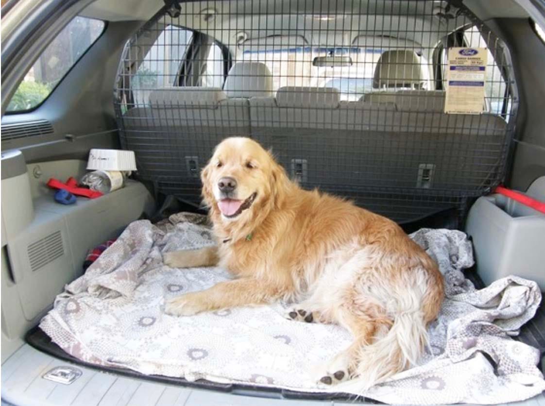 Tick Control in Dogs