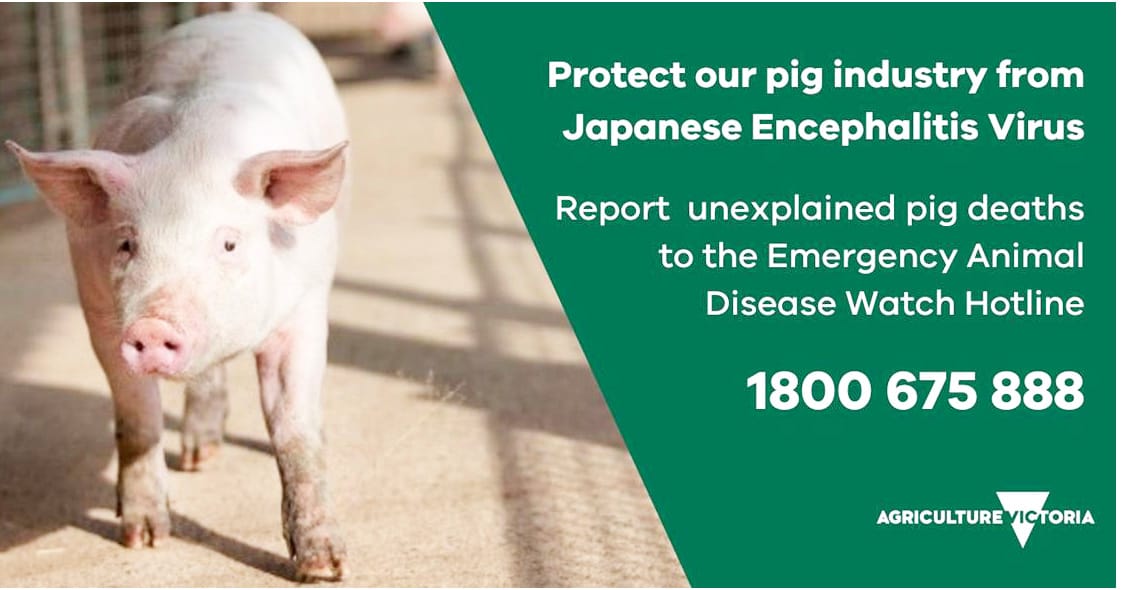 Japanese Encephalitis Virus Detection