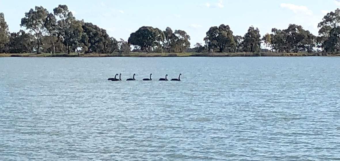 Wildlife, including swans can often be seen enjoying the area.