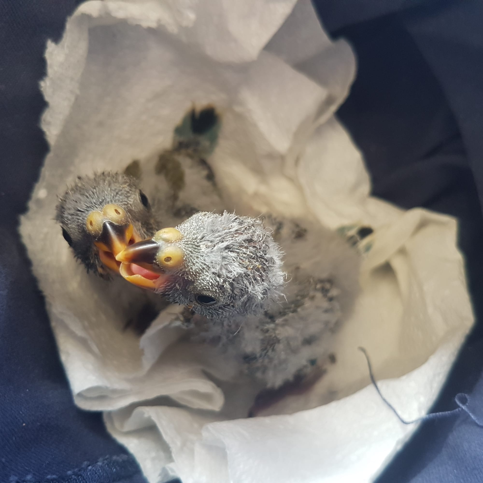 Raising two green grass lorikeet chicks until their release back into the wild certainly provided an interesting distraction during 2020.
