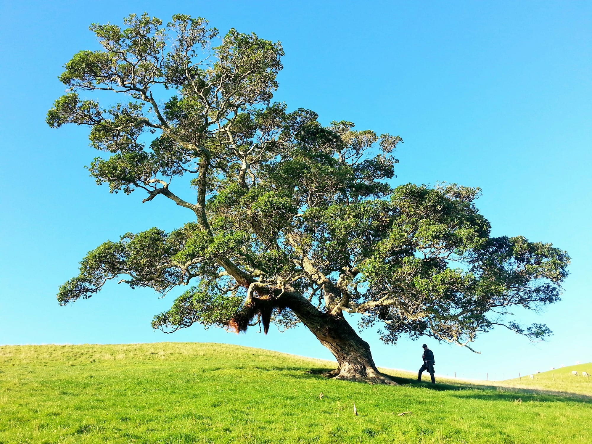 Nominate Now for Tree of the Year