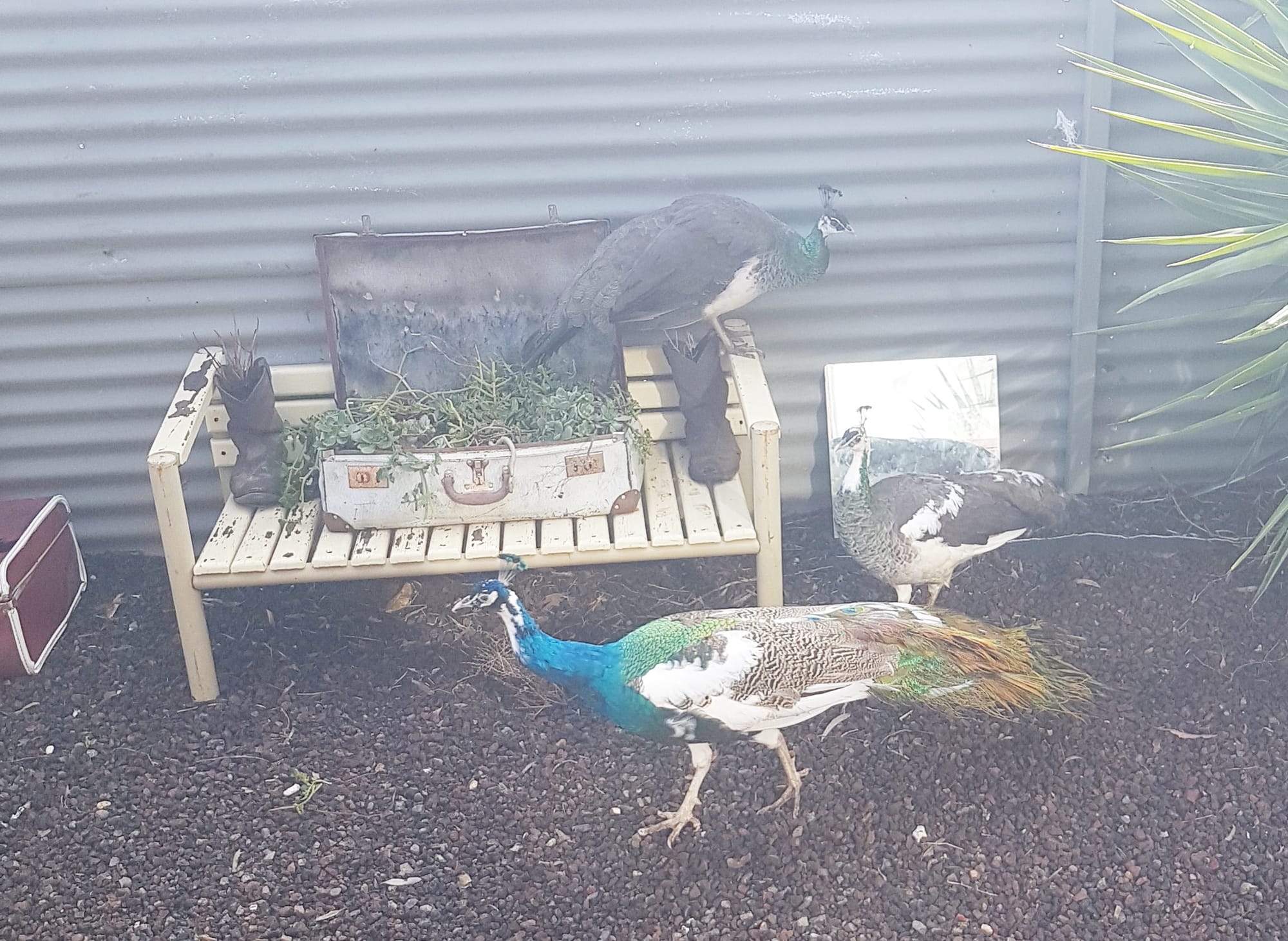The Peahen Powder Room was an instant success. Keeping my vain birds from peering at their reflections in car windscreens and scratching up car bonnets.