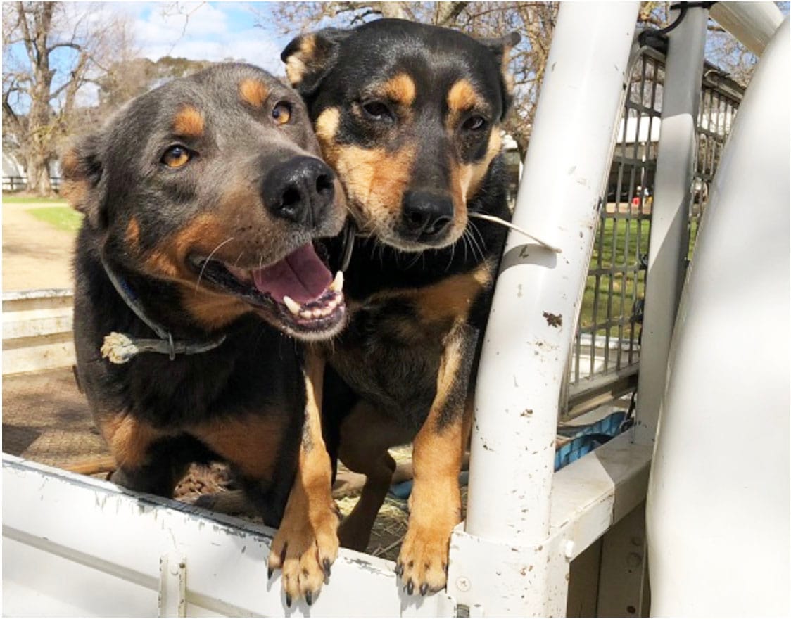 Even Better Care for Our Companion Animals