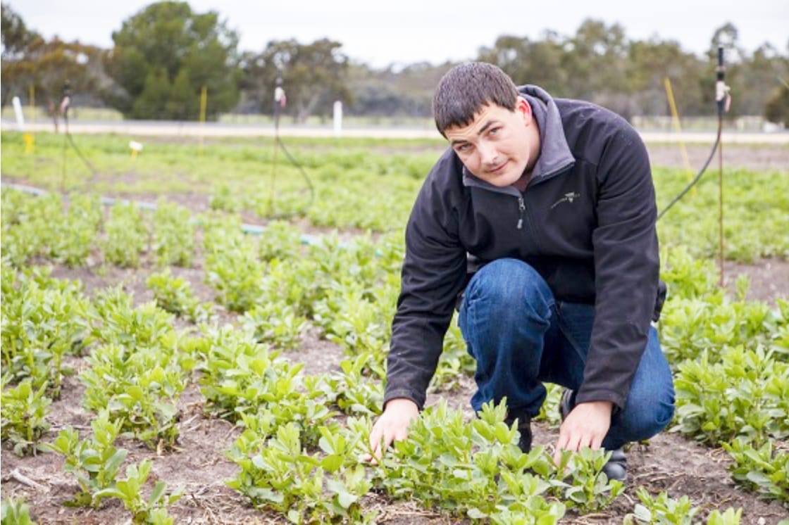 Research Into Pulse and Oilseed Diseases