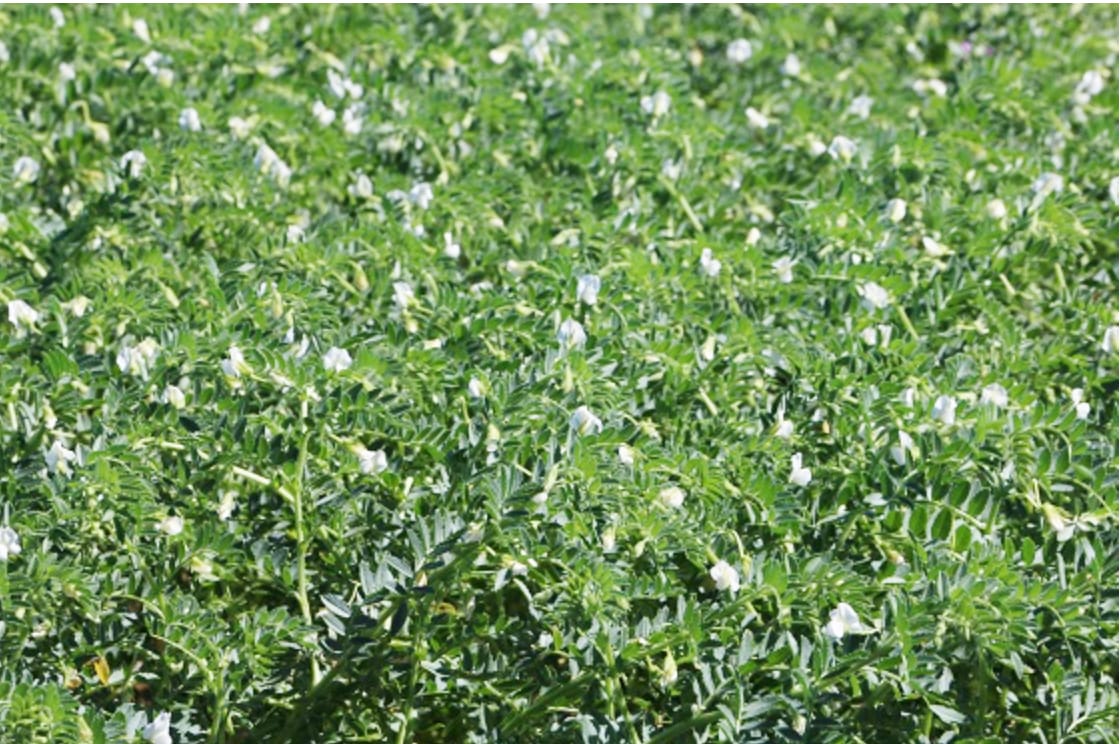 Pulse Guide Helps You to Plan Ahead