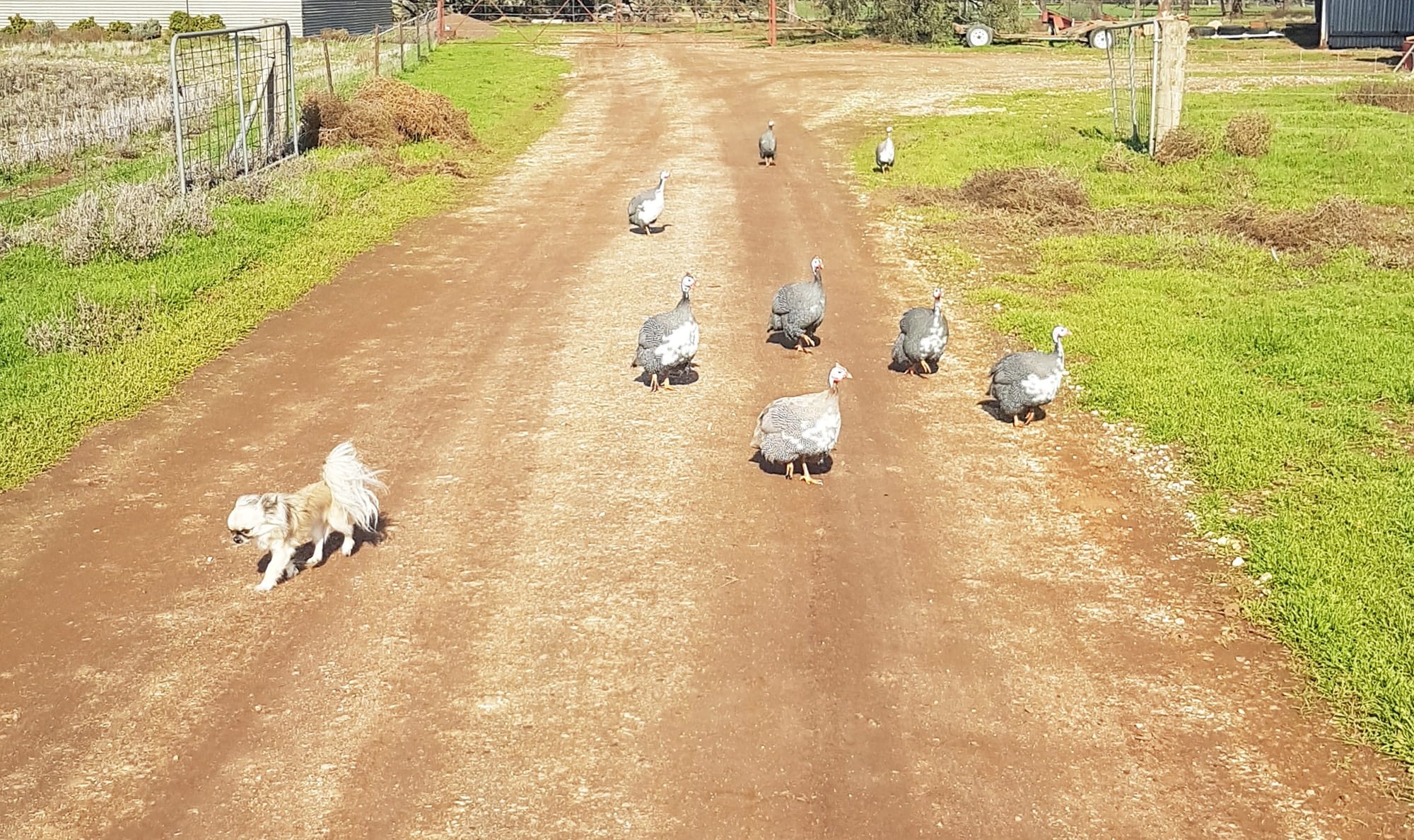 The guinea fowl will often follow along behind me on a walk.