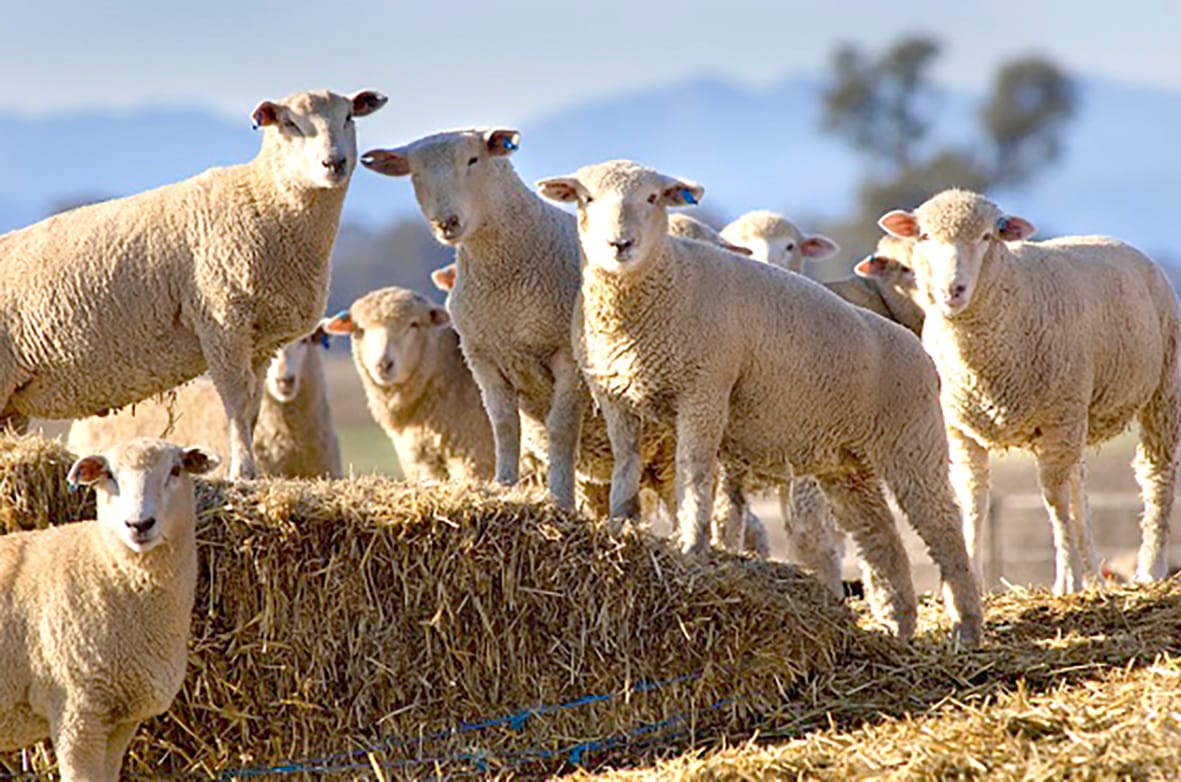 Strike Before the Flies Do