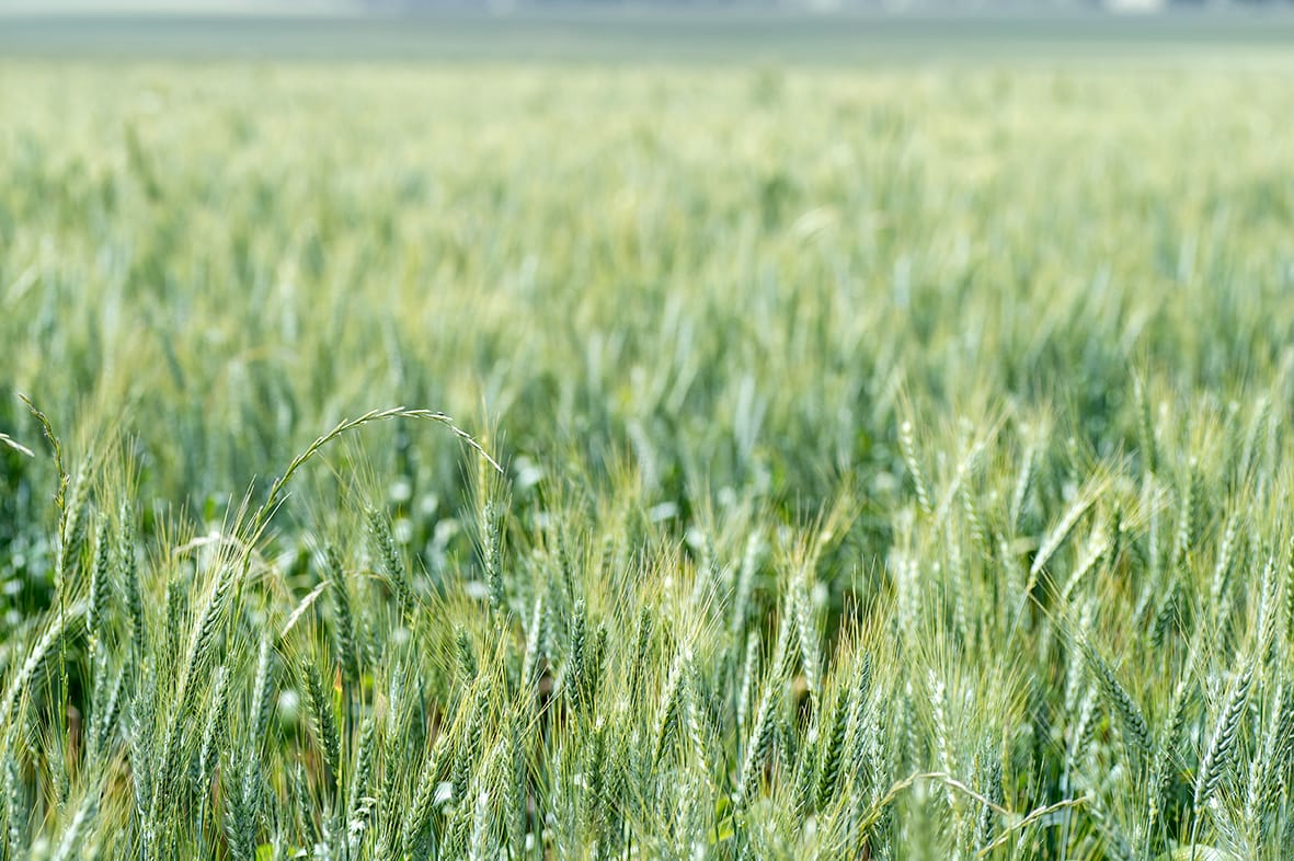 Ground-breaking Research into Better Ryegrass Management