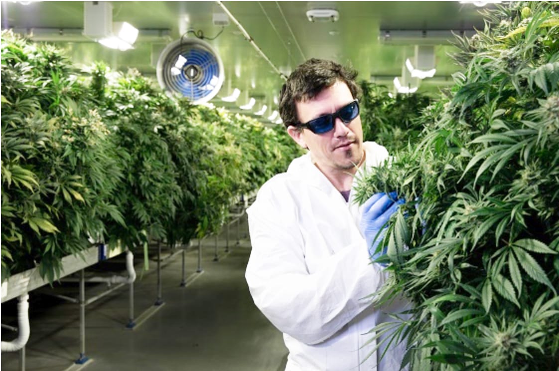 Cracking the Code on Medicinal Cannabis