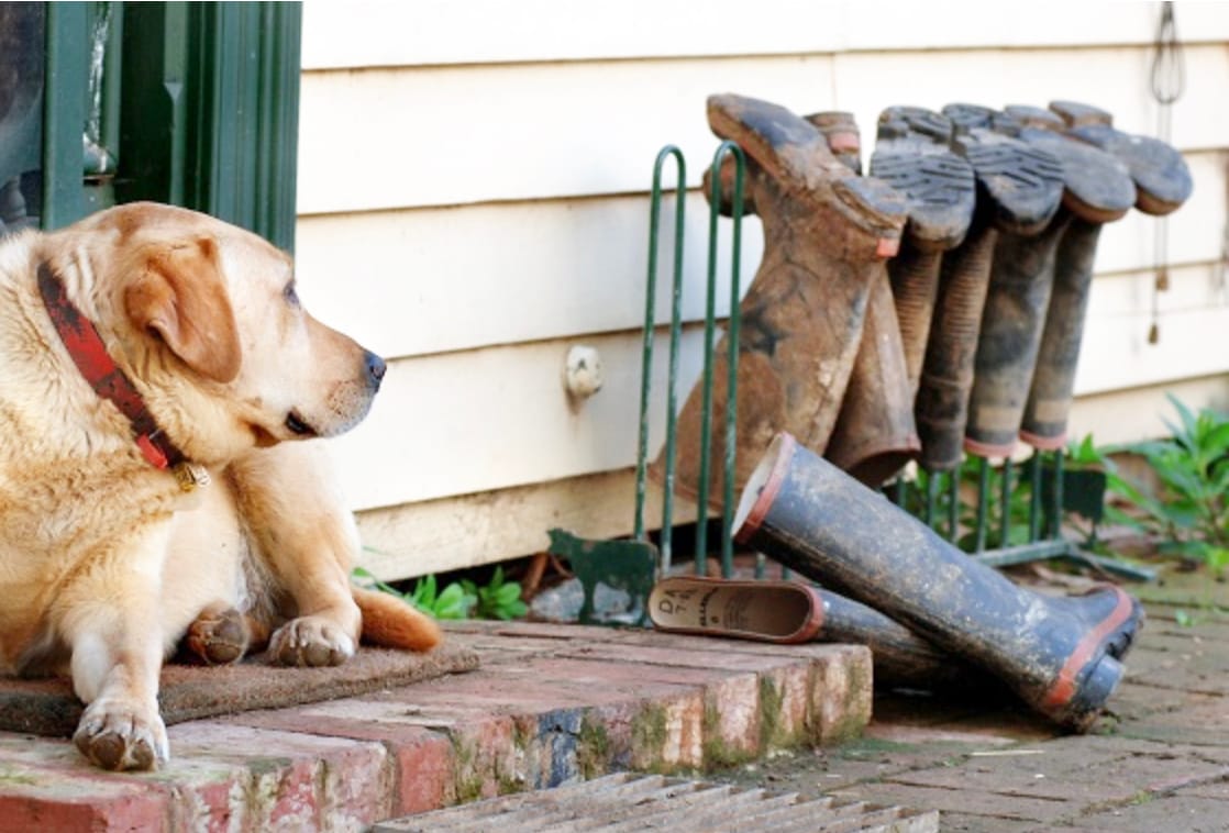 Supporting Our Much-Loved Companion Animals